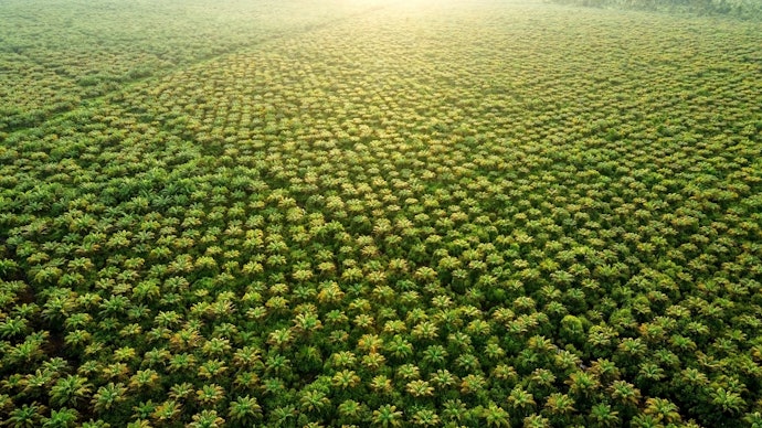 Do You Know Where Your Palm Oil Is From?
