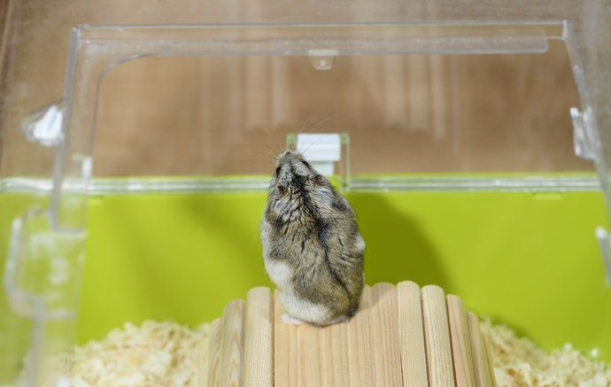 More Great Products for Your Furry Friends
