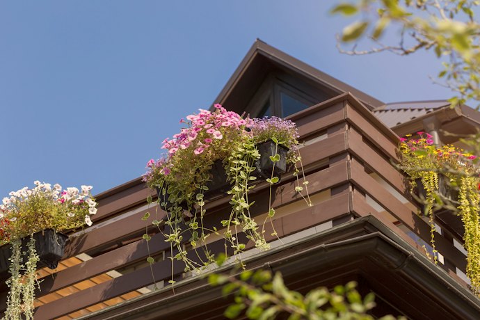 Choosing the Right Plants for Your Planter