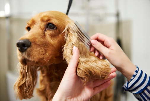 Tips for Shampooing a Dog at Home