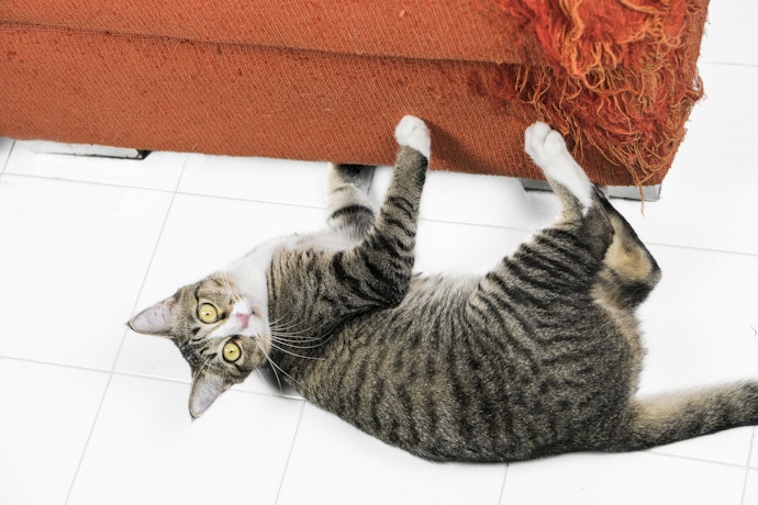 How to Get Your Cat to Use a Scratching Post