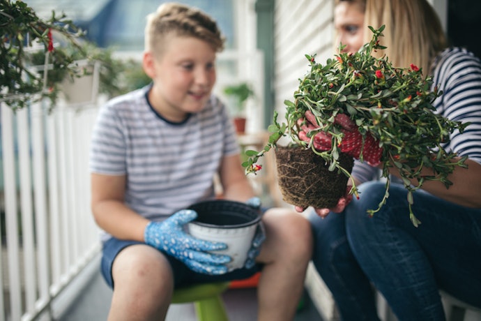 Do I Need to Repot My Newly Purchased Plant?