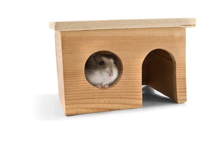Have a Little Furry Pal? Check These Out!