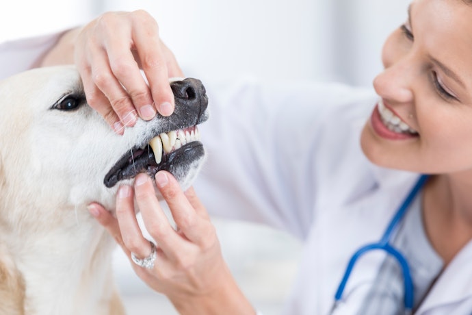 Don't Skip Vet Visits!