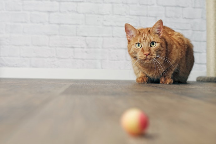 How to Introduce New Toys to Your Cat