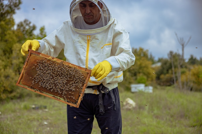 How Is Honey Harvested?