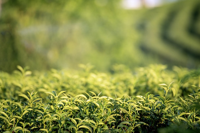 Benefits of Organic Green Tea