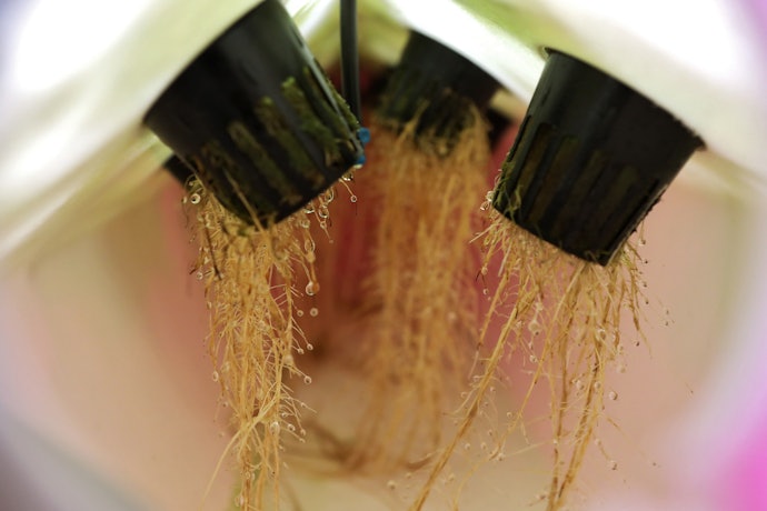 Know the Basics of Hydroponics