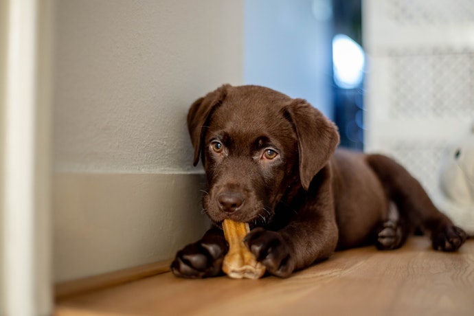 Are Natural Bones Safe for Dogs?