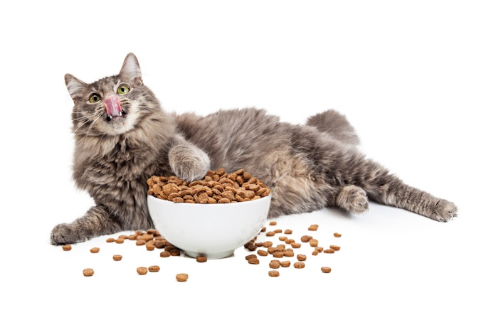 Should You Free-Feed Your Cat?