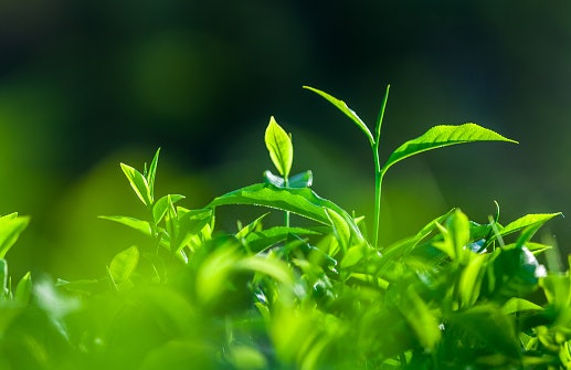 Why Choose a Green Tea Skincare Product?