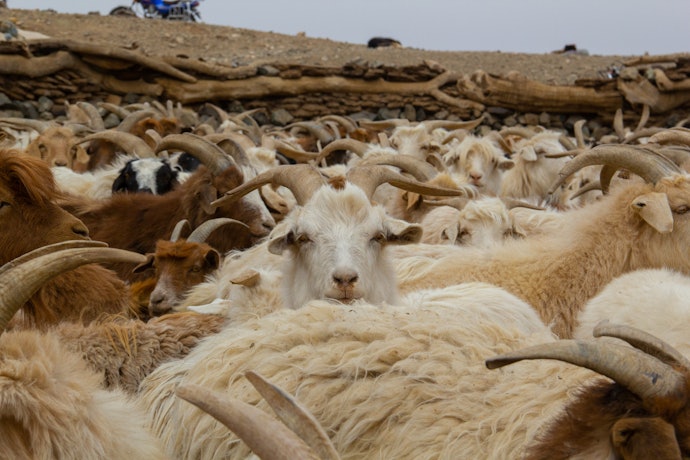 What is Cashmere?