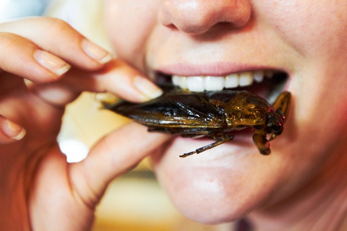 What Kinds of Insects Are Edible?