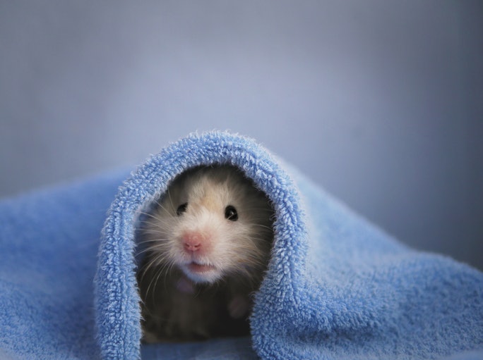 Why Do Hamsters Need a Hideout?