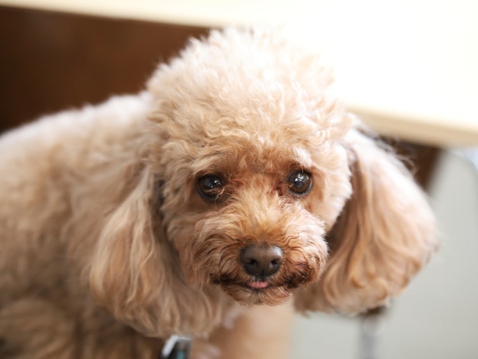 Do Dogs Really Need to Have Their Claws Clipped?