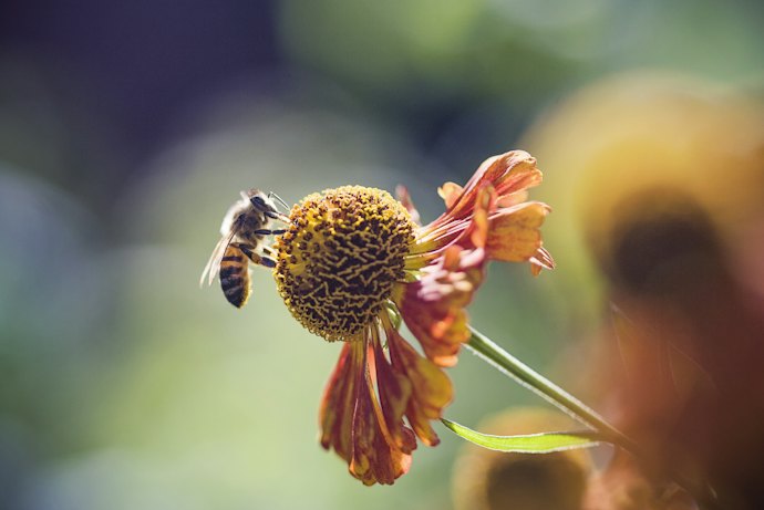 Honey Has Unique Flavors and Versatile Benefits