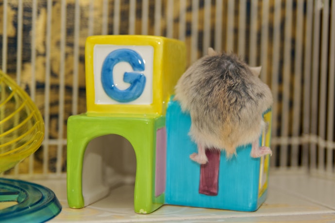 Consider a Multi-Level or Modular Hamster Hideout