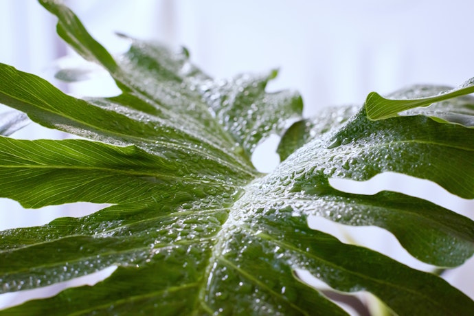 Choose High Humidity Plants