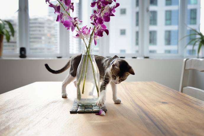 Remember That Non-Toxic Plants Can Be Dangerous