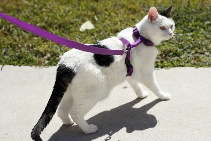 Choose a Harness Style That Works for Both of You