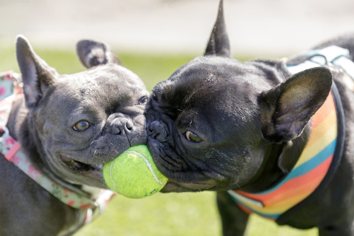 Look For a Good Chew Toy
