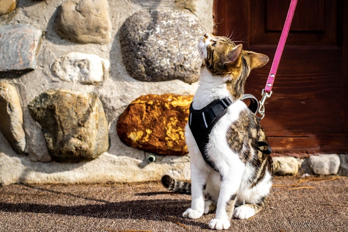 Check the Size of the Harness