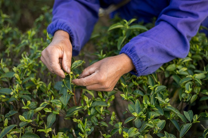 Consider Fairtrade Teas to Improve Farmers' Working Conditions