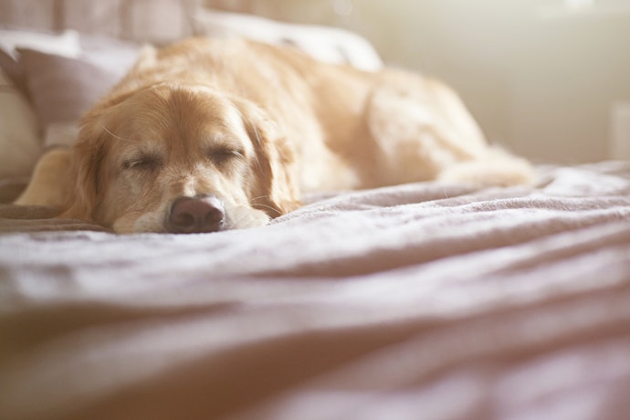 Choose a Costume That is Comfortable for Your Dog