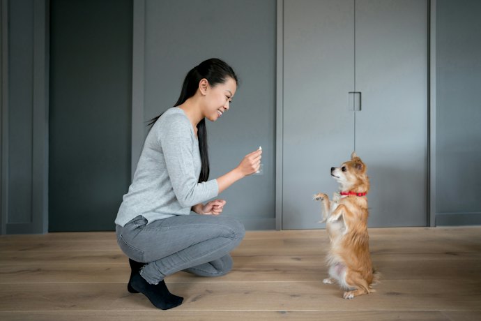 Determine Your Dog's Main Training Needs
