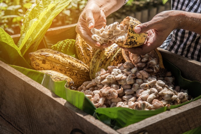 Check Out Fair Trade Cocoa to Ensure Fair Labor Practices