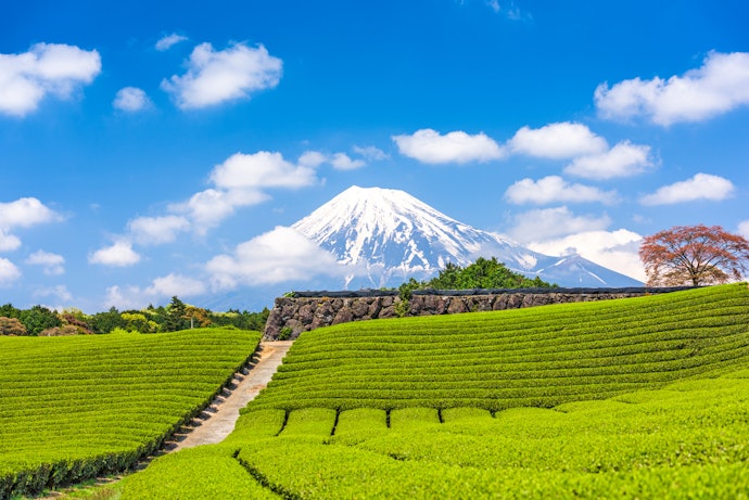 Japanese Matcha Powder is Sweet and Savory, While Chinese Matcha is More Bitter