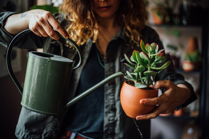 Ensure Your Pot Has Proper Drainage if You Plan to Plant Directly