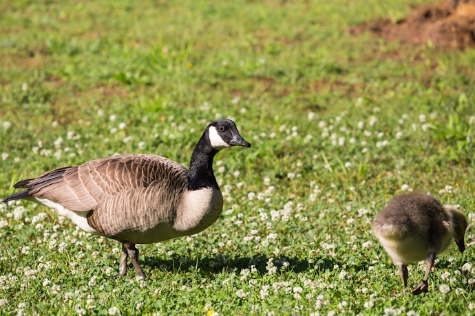Choose Between Goose and Duck Down and Feathers