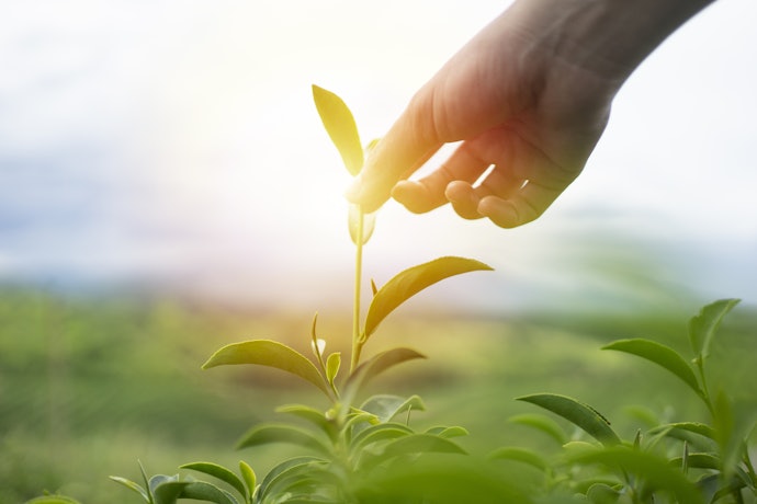Consider an Organic Option