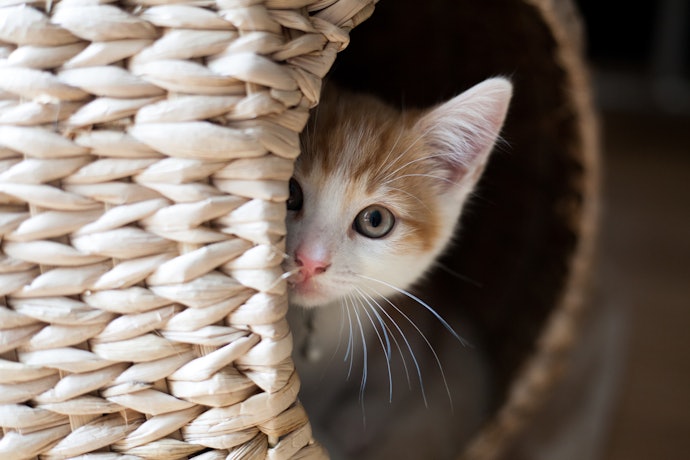 Look for Features That Will Entertain or Relax Your Cat