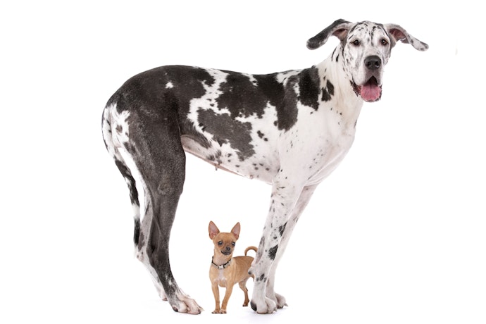 Choose a Food That's Best for Your Breed