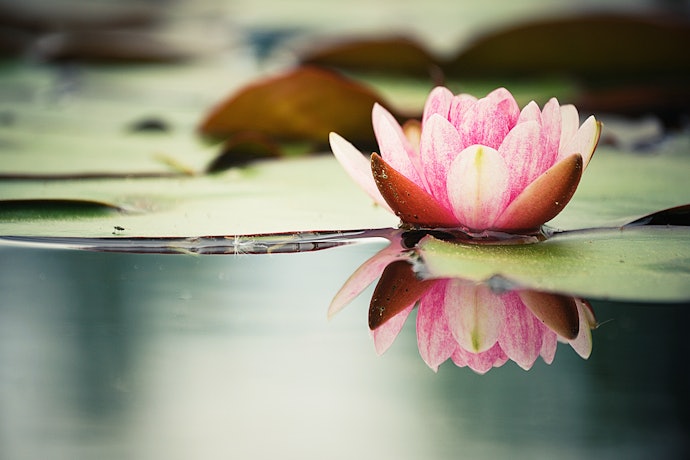 Check the Author's Yogic Background and Credentials
