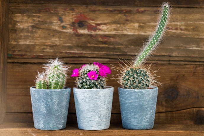 Pick a Plant Based On When You Want it to Bloom