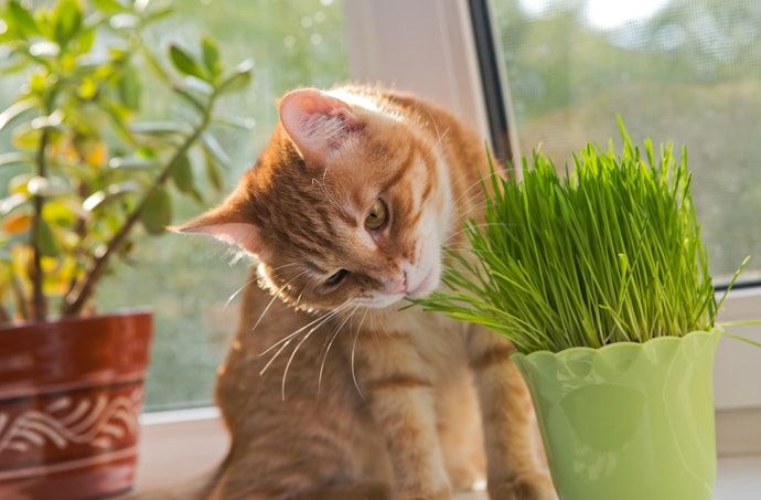 Identify All the Plants in Your Home