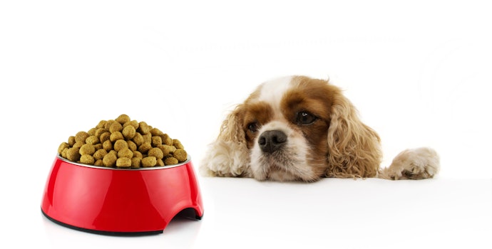 Consider Your Dog's Particular Health Requirements or Food Sensitivities