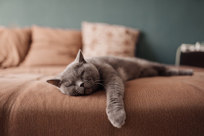 Get a Pet Hair Remover if You Have a Furry Friend