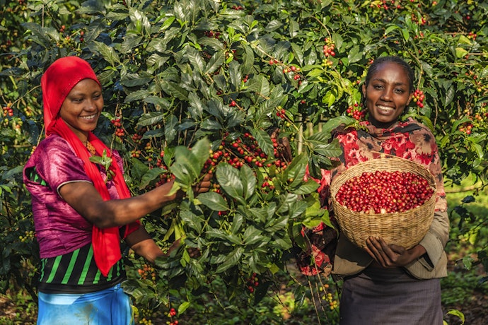 Consider Fair Trade Coffee to Support Farmers