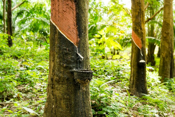 Be Aware That Rubber Comes From Latex