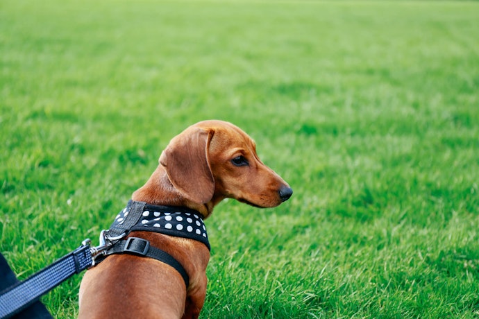 Look for Safety Mechanisms in the Carrier, Such as a Safety Harness