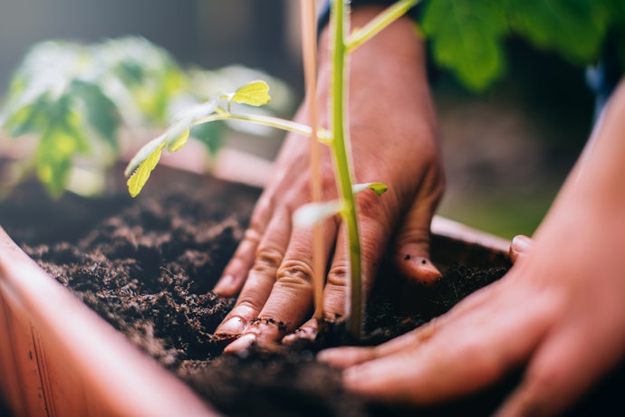 Check That the Plant Transfer Process is Stress-Free
