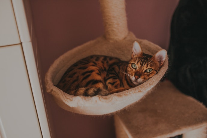 Large Platforms for Large Cats, Multiple Platforms for Multiple Cats