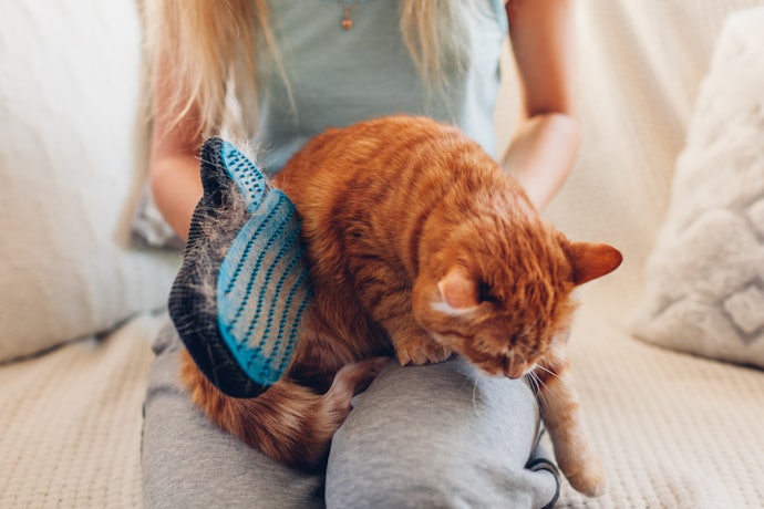 Choose a Brush Your Cat Isn’t Going to Hate