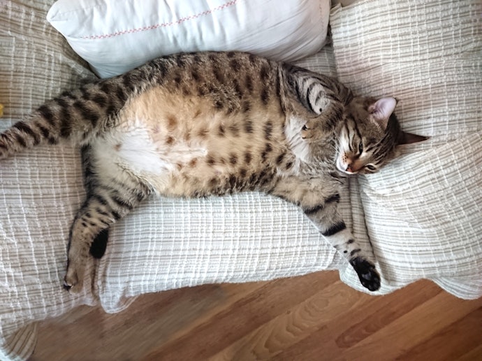 Big Cats Need Sturdy Beds, but Not Necessarily Bigger Ones
