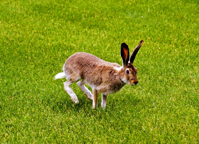 Vegan and Cruelty-Free Options are Not Hard to Find