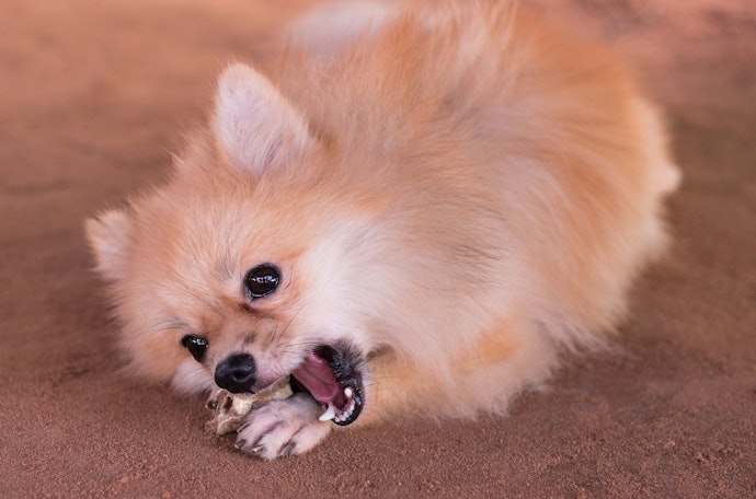 Match the Size of the Bone to the Size of Your Dog